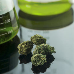 Ignite Cannabis 