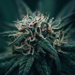 Ignite Cannabis 