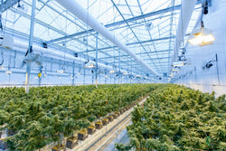 Ignite Cannabis 