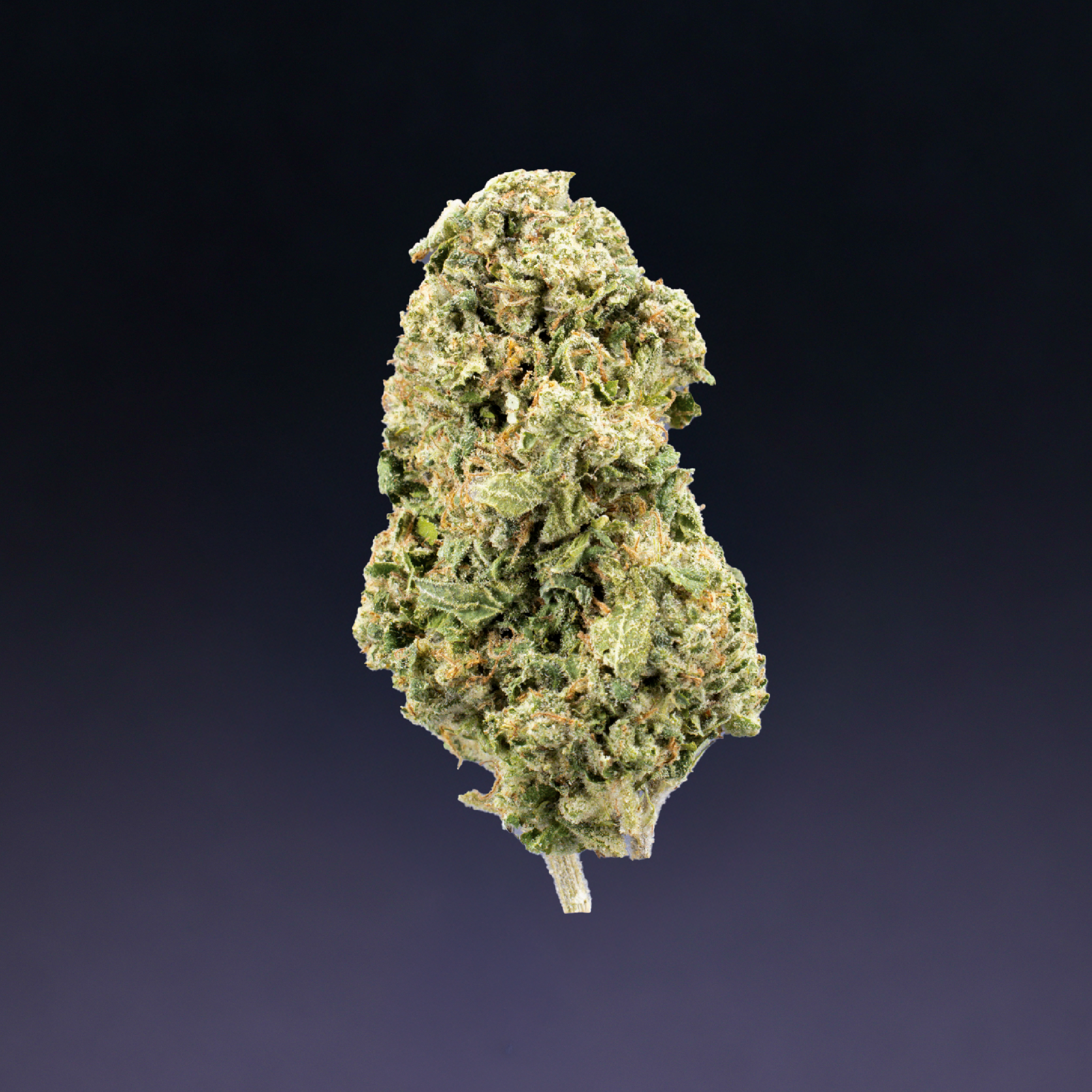 Image of Lemon Cherry Gelato
