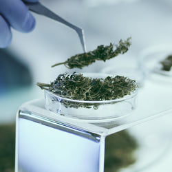 Ignite Cannabis 